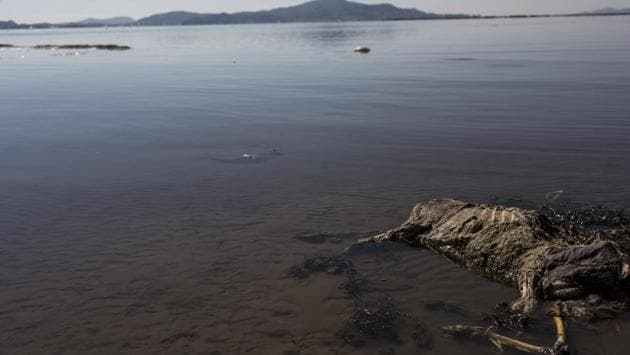A sheep's carcass lays on the shore of Lake Titicaca, Peru. According to environmental activists, villagers' cattle and crops are dying due to contamination. (Rodrigo Abd/AP) A sheep's carcass lays on the shore of Lake Titicaca, Peru. According to environmental activists, villagers' cattle and crops are dying due to contamination. (Rodrigo Abd/AP)