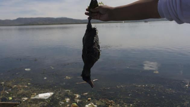 Environmental activist Maruja Inquilla holds a dead bird called a "Choca," on the shore of Lake Titicaca, in Coata. Untreated sewage water drains from two dozen nearby cities, and illegal gold mines high in the Andes dump up to 15 tons of mercury a year into a river leading to the lake. (Rodrigo Abd/AP) Environmental activist Maruja Inquilla holds a dead bird called a "Choca," on the shore of Lake Titicaca, in Coata. Untreated sewage water drains from two dozen nearby cities, and illegal gold mines high in the Andes dump up to 15 tons of mercury a year into a river leading to the lake. (Rodrigo Abd/AP)