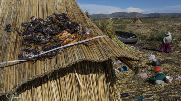 Trapped birds and caught trout lay out to dry on the thatched roof of a home in Kapi Cruz Grande, a village on the shore of Lake Titicaca. (Rodrigo Abd/AP) Trapped birds and caught trout lay out to dry on the thatched roof of a home in Kapi Cruz Grande, a village on the shore of Lake Titicaca. (Rodrigo Abd/AP)