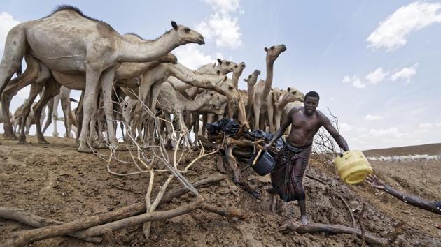 Camel herders scoop up water in plastic buckets , near Moyale town on the Ethiopian border, in northern Kenya. (AP) 
