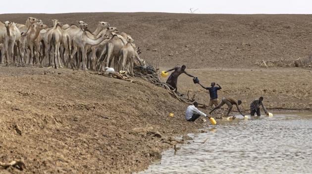 Camel herders scoop up water in plastic buckets from one of the few watering holes in the area, to water their animals near the drought-affected village of Bandarero. (Ben Curtis/ AP) 