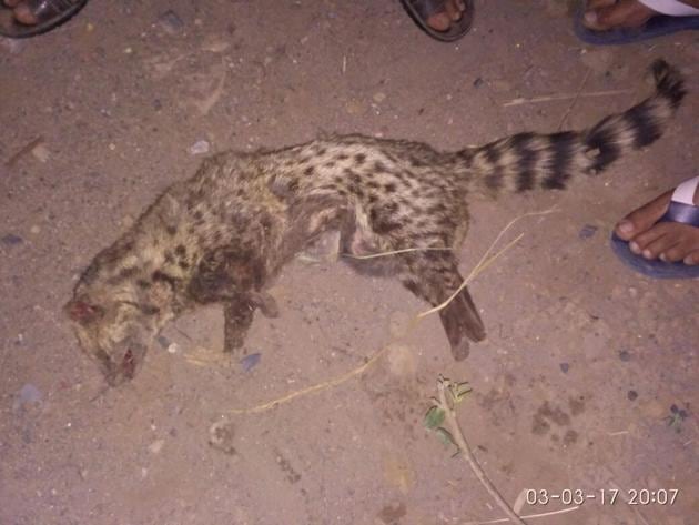 The one-and-half-year-old hyena was hit by a speeding vehicle on Ballabgarh-Sohna Road. (HT Photo) The one-and-half-year-old hyena was hit by a speeding vehicle on Ballabgarh-Sohna Road. (HT Photo)