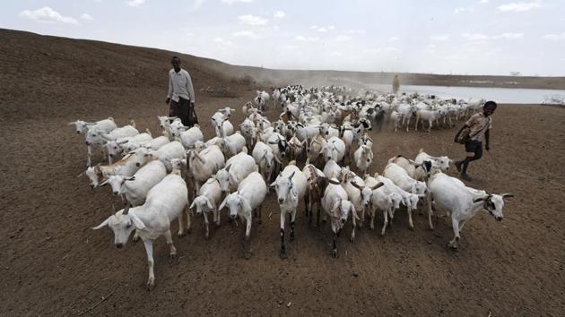 A herder drives his animals away after watering them, near the drought-affected village of Bandarero, near Moyale town . (Ben Curtis/ AP) 