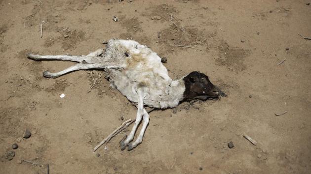 The carcass of a dead sheep lies in the desert in the drought-affected village of Bandarero, near Moyale town on the Ethiopian border, in northern Kenya. (Ben Curtis / AP) 