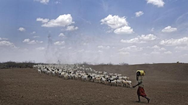 A herder drives his animals  near the drought-affected village of Bandarero, near Moyale town. (Ben Curtis / AP) 