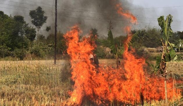 Government officers set fire to wheat crop in Sonpukur village on Chapr a block in Nadia district of West Bengal.(Subhankar Chakraborty/HT PHOTO) Government officers set fire to wheat crop in Sonpukur village on Chapr a block in Nadia district of West Bengal.(Subhankar Chakraborty/HT PHOTO)