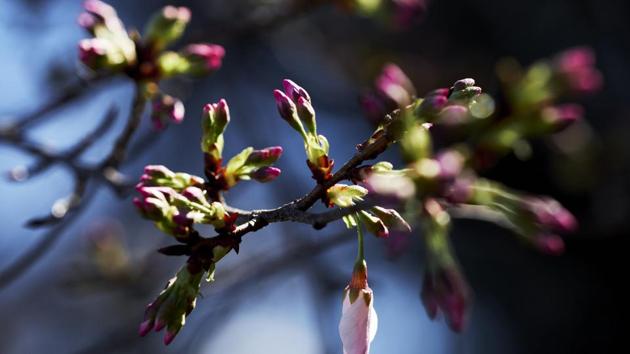 Budding Yoshino cherry trees around the Tidal Basin in Washington. (T.J. Kirkpatrick / NYT) Budding Yoshino cherry trees around the Tidal Basin in Washington. (T.J. Kirkpatrick / NYT)