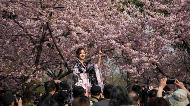 A girl dressed up in a traditional dress poses for photography enthusiasts next to a cherry blossom tree in the Gucun Park in Shanghai . (Johannes EISELE / AFP) A girl dressed up in a traditional dress poses for photography enthusiasts next to a cherry blossom tree in the Gucun Park in Shanghai . (Johannes EISELE / AFP)