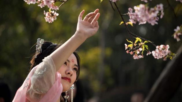 Cherry blossoms: A panoply of pink and white | Hindustan Times