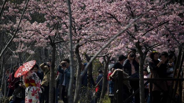 Cherry blossoms bloom in the Gucun Park in Shanghai. (Johannes EISELE / AFP) Cherry blossoms bloom in the Gucun Park in Shanghai. (Johannes EISELE / AFP)