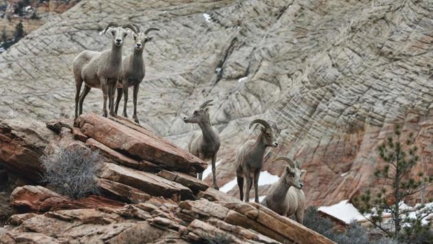 Bighorn sheep graze in Zion National Park in Utah. These skilled climbers choose steep, rocky terrain, like that found on Zion’s east side, to allow them to escape from predators like mountain lions. (RHONA WISE/ AFP) Bighorn sheep graze in Zion National Park in Utah. These skilled climbers choose steep, rocky terrain, like that found on Zion’s east side, to allow them to escape from predators like mountain lions. (RHONA WISE/ AFP)