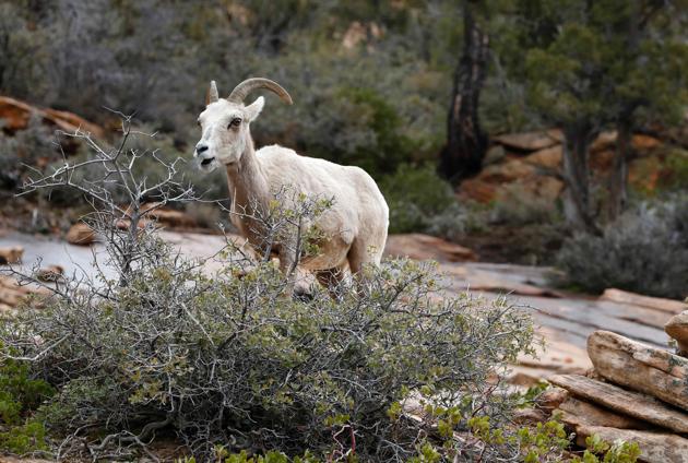 A Bighorn sheep grazes in Zion National Park in Utah. (RHONA WISE / AFP) A Bighorn sheep grazes in Zion National Park in Utah. (RHONA WISE / AFP)