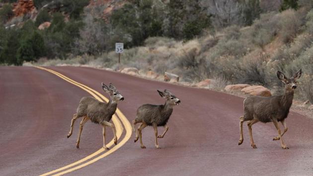 Deer run across a road at Zion National Park in Utah. (RHONA WISE / AFP) Deer run across a road at Zion National Park in Utah. (RHONA WISE / AFP)