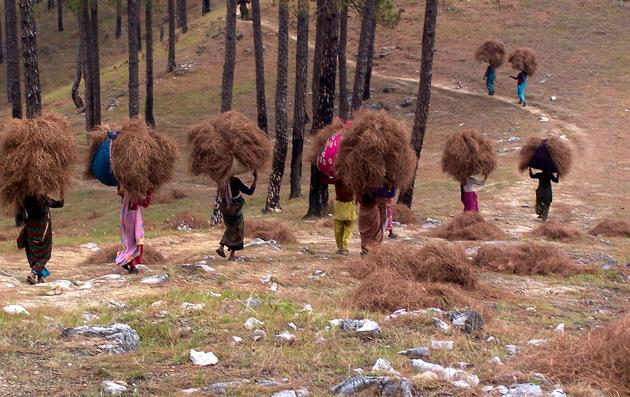 Women collect pine needles. Pine trees are in 18% (or 4,363 sqkm) area of the total 24,240 sqkm reserve forests in Uttarakhand.(HT File Photo)