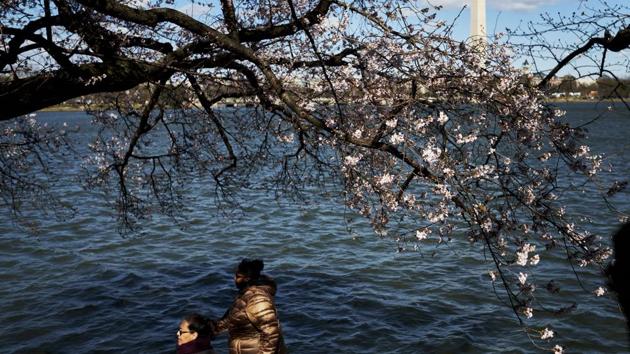 Yoshino cherry trees in bloom around the Tidal Basin . The official Cherry Blossom Festival starts end of March (T.J. Kirkpatrick / NYT) Yoshino cherry trees in bloom around the Tidal Basin . The official Cherry Blossom Festival starts end of March (T.J. Kirkpatrick / NYT)