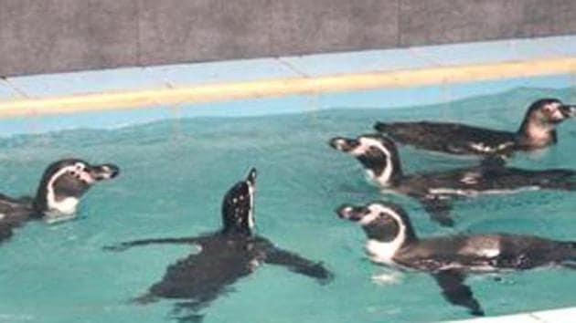 After the microbiologists gave a positive report after testing the condition of exhibits, the penguins were moved from the quarantine after almost seven months to the exhibits.(HT FILE)