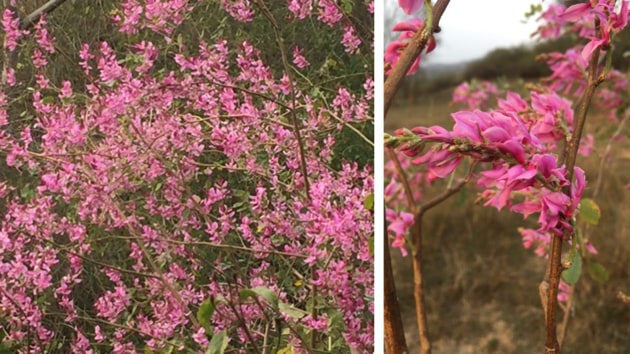 Indigofera pulchella in full bloom at Kahianwala on March 3; (right) a closeup of the flowers. (Photo: Vikram Jit Singh) Indigofera pulchella in full bloom at Kahianwala on March 3; (right) a closeup of the flowers. (Photo: Vikram Jit Singh)