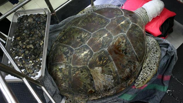 Bank was brought in to veterinarians by the navy, which found her ailing in her seaside hometown. (Athit Perawongmetha / REUTERS)