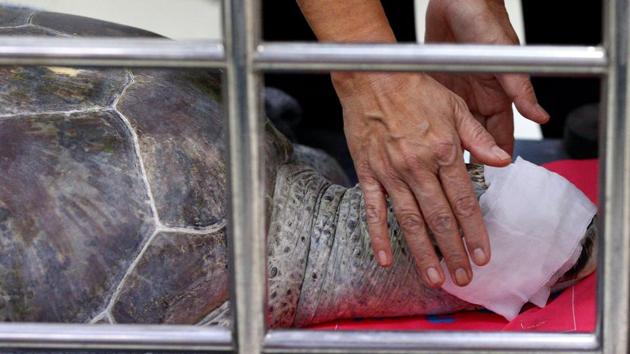 It was only after a detailed 3D scan that veterinarians pinpointed the weighty and unexpected problem. As well as the coins they also found 2 fish hooks, which were also removed. (Athit Perawongmetha / REUTERS)