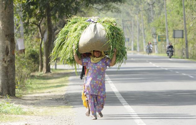 Women carrying fodder for animals on their heads at Dablan village near Patiala. (Bharat Bhushan/HT Photo ) Women carrying fodder for animals on their heads at Dablan village near Patiala. (Bharat Bhushan/HT Photo )