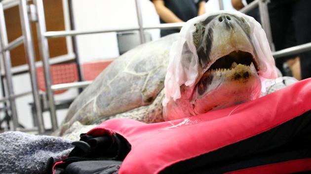 Omsin, a 25 year old femal green sea turtle, rests after a surgical operation to remove coins from her stomach. (Athit Perawongmetha / REUTERS)