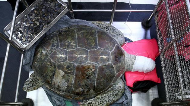 A 25 year old female green sea turtle, rests next to a tray of coins that were removed from her stomach at the Faculty of Veterinary Science, Chulalongkorn University in Bangkok. (Athit Perawongmetha / REUTERS)