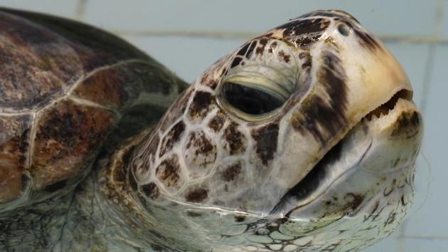 Thai surgeons on Monday performed an emergency operation to avoid breaking the ‘Bank’-- the nickname of a sea turtle who had ingested 915 coins that were cracking its shell. (Sakchai Lalit / AP)