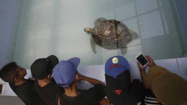 Young visitors watch the female green turtle nicknamed ‘Bank’ swim in a pool at Sea Turtle Conservation Center n Chonburi Province, Thailand. (Sakchai Lalit / AP)