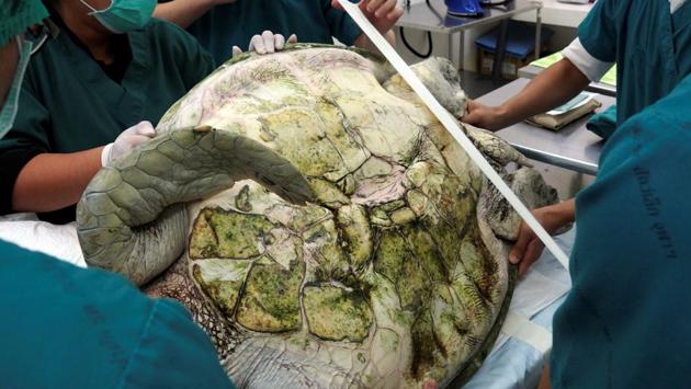 Five surgeons from Chulalongkorn University’s veterinary faculty patiently removed the coins over four hours while ‘Bank’ was under general anesthesia. (REUTERS)