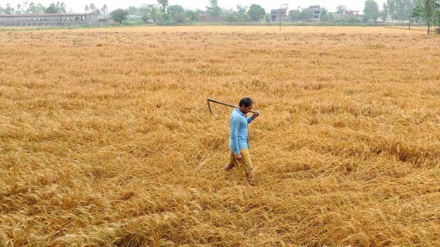 Punjab, as per the present surveys and estimates is expecting a bumper crop sown over an area of 35 lakh hectares. Other than wheat, mustard and barley are other major rabi crops in the region.(HT File)