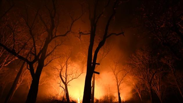 Bandipur National Park, home to nearly 120 tigers, is one of the worst affected.(HT Photo)