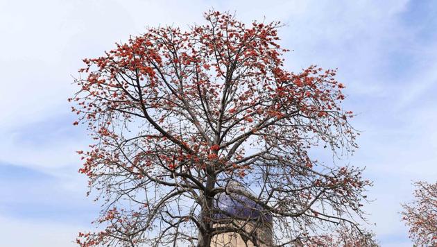 The blooming of the semal marks the arrival of the brief spring season in Delhi. (Mayank Austen Soofi) The blooming of the semal marks the arrival of the brief spring season in Delhi. (Mayank Austen Soofi)