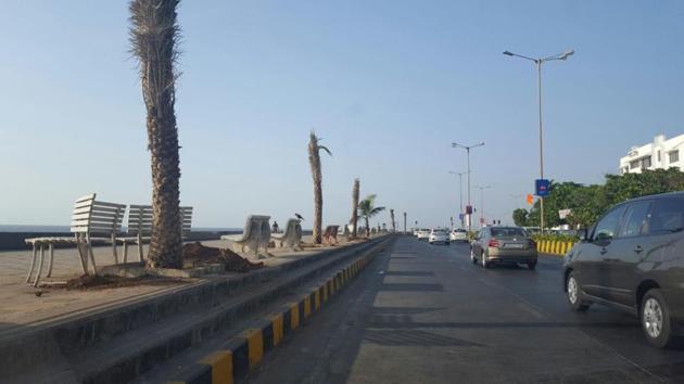 The newly-transplanted date palm trees at the Worli Sea Face. (HT PHOTO) The newly-transplanted date palm trees at the Worli Sea Face. (HT PHOTO)