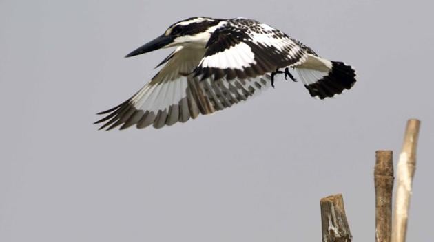 The pied kingfisher with its distinctive black and white plumage. The pied kingfisher with its distinctive black and white plumage.
