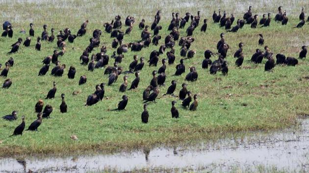 Cormorants sun themselves in the marshy landscape. These birds are believed to have an insatiable appetite for bait fish. Cormorants sun themselves in the marshy landscape. These birds are believed to have an insatiable appetite for bait fish.