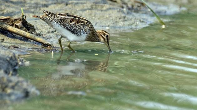 The plump, long-billed Common Snipe birds are among the most widespread shorebirds in the world. (Arabinda mohapatra) The plump, long-billed Common Snipe birds are among the most widespread shorebirds in the world. (Arabinda mohapatra)