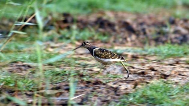 A Painted Snipe runs across the landscape. The birds are short-legged and long-billed birds similar in shape to true snipes, but their plumage is much more striking. (Arabinda Mohapatra) A Painted Snipe runs across the landscape. The birds are short-legged and long-billed birds similar in shape to true snipes, but their plumage is much more striking. (Arabinda Mohapatra)