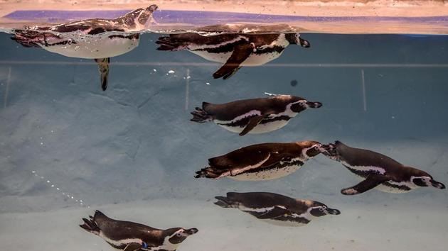 The seven Humboldt penguins in their new enclosure, which has been equipped with a special chiller. (Kunal Patil/HT Photo)