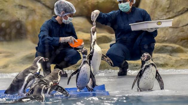 Doctors feed the penguins fish in their enclosure. (Kunal Patil/HT Photo)