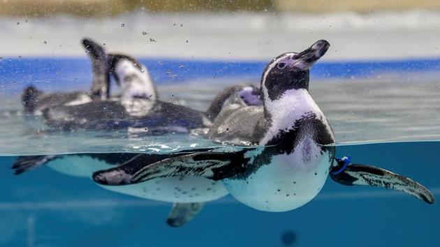 The Humboldt penguins were brought to Mumbai from South Korea. (Kunal Patil/HT Photo)