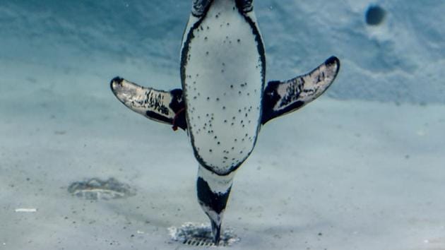 These penguins are usually found along the Pacific coast of South America, from Isla Foca off the coast of Peru, down to Algarrobo in Chile. (Kunal Patil/HT Photo)