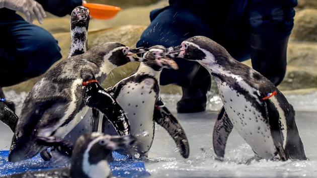 The penguins eat small fish like sardines; at the zoo, they will be fed Bombay duck and eel. (Kunal Patil/HT Photo)