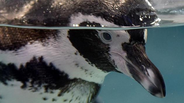 After seven months in quarantine, Byculla zoo’s seven Humboldt penguins have been shifted to a larger exhibit area. (Kunal Patil/HT Photo)