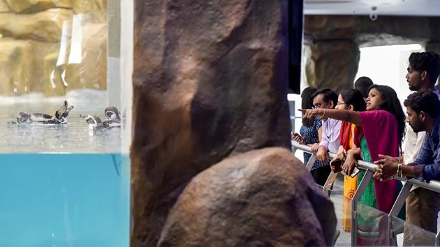 Eight Humboldt penguins were brought to the Byculla zoo on July 26 last year. (Kunal Patil/HT Photo)