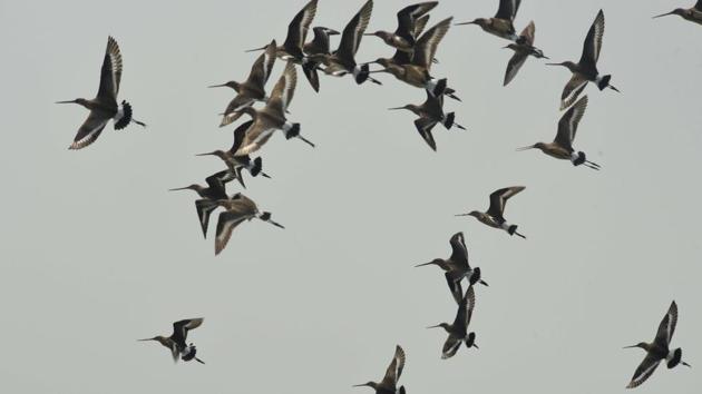 Black Tailed Godwit in flight. Almost 4.5 million migratory birds travel to Mangalajodi every year from Ladakh, Russia and Baluchistan. (Arabinda Mohapatra) Black Tailed Godwit in flight. Almost 4.5 million migratory birds travel to Mangalajodi every year from Ladakh, Russia and Baluchistan. (Arabinda Mohapatra)