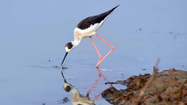 A Black winged stilt migratory bird looks for fish and insects. (Arabinda Mohapatra) A Black winged stilt migratory bird looks for fish and insects. (Arabinda Mohapatra)