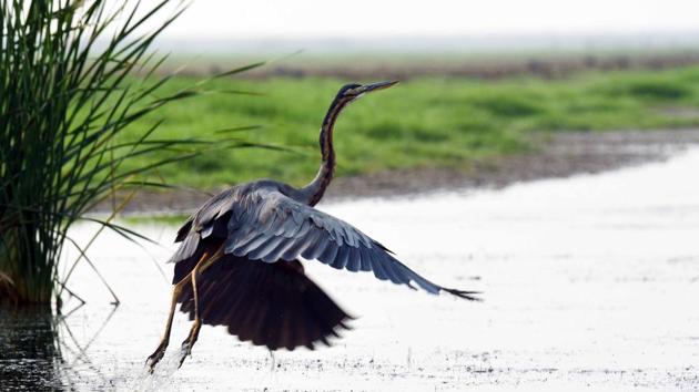 A Purple heron at Mangalajodi wetland. Being part of Chilika lake, it is just 70 Kilometres from the Odisha state capital of Bhubaneswar. Conservation efforts by local community in the last few years have yielded good results, with new species such as Eurasian Spoonbill, Pelicans, Pratincoles, Spot billed ducks and Glossy Ibis being recorded as regular visitors. This year a pair of bar headed geese are new guests to this marshland. (Arabinda Mohapatra) A Purple heron at Mangalajodi wetland. Being part of Chilika lake, it is just 70 Kilometres from the Odisha state capital of Bhubaneswar. Conservation efforts by local community in the last few years have yielded good results, with new species such as Eurasian Spoonbill, Pelicans, Pratincoles, Spot billed ducks and Glossy Ibis being recorded as regular visitors. This year a pair of bar headed geese are new guests to this marshland. (Arabinda Mohapatra)