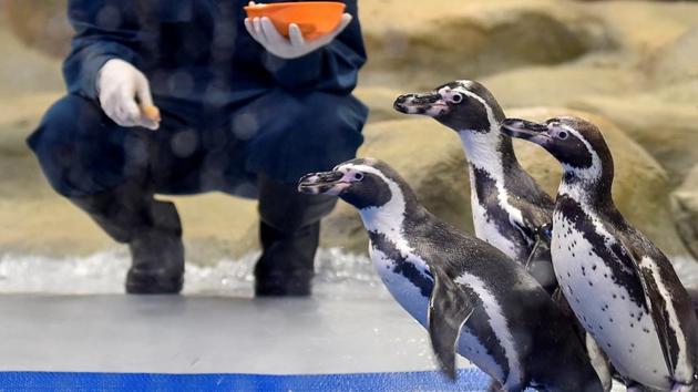 One died of an infection, and the seven others — 3 male, 4 female — were quarantined soon after. (Kunal Patil/HT Photo)