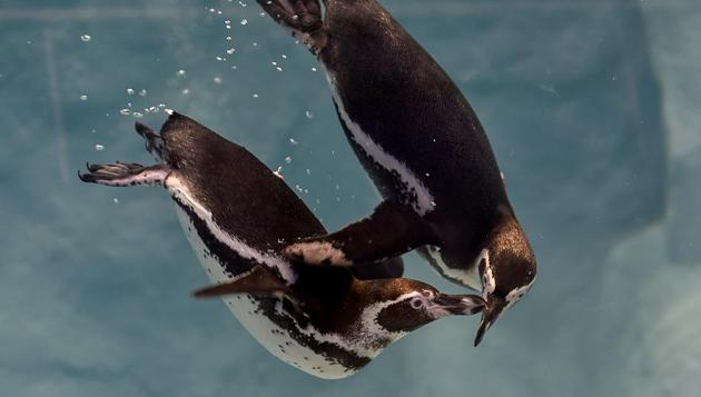 Humboldt penguins swim in their new enclosure at the Byculla zoo ( Veermata Jijabai Udyan) in Mumbai. (Kunal Patil/HT Photo)