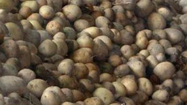 Jalandhar Potato Growers Association has already started sending potatoes to South India and till now has sent six railway rake loads of 40,000 bags each and propose to send 10 more rake loads in the coming days.(HT File)